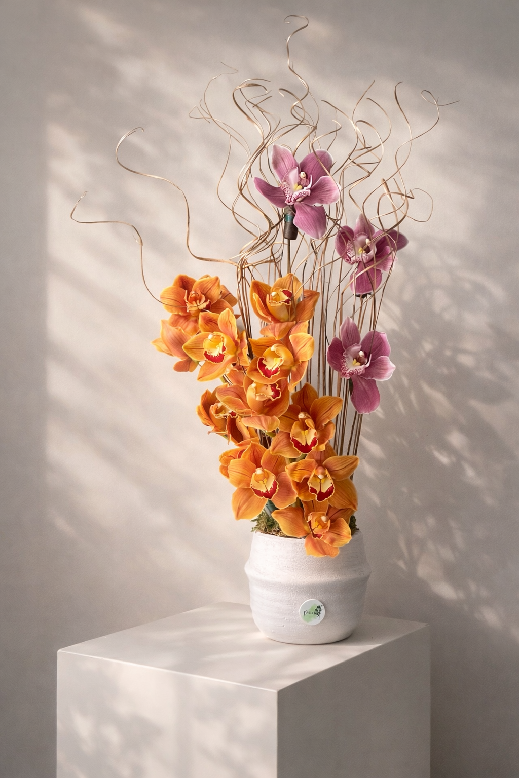 Sunset Cymbidium Grace Main image