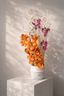 Sunset Cymbidium Grace
