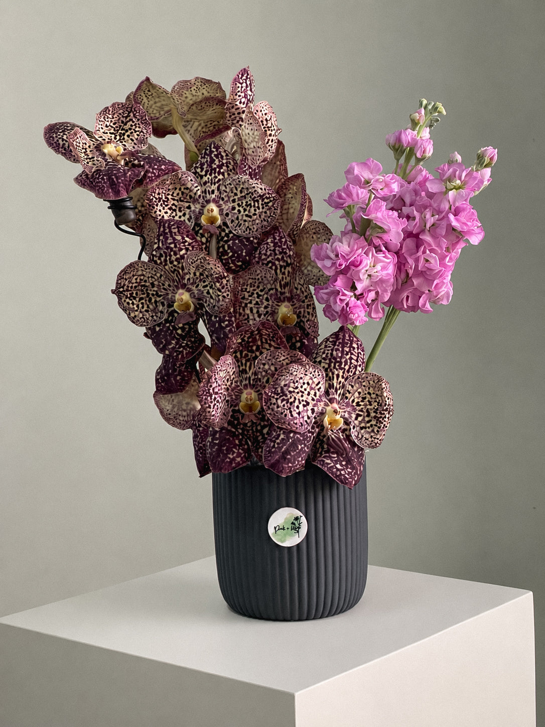 Orchid de Café Main image