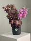 Orchid de Café