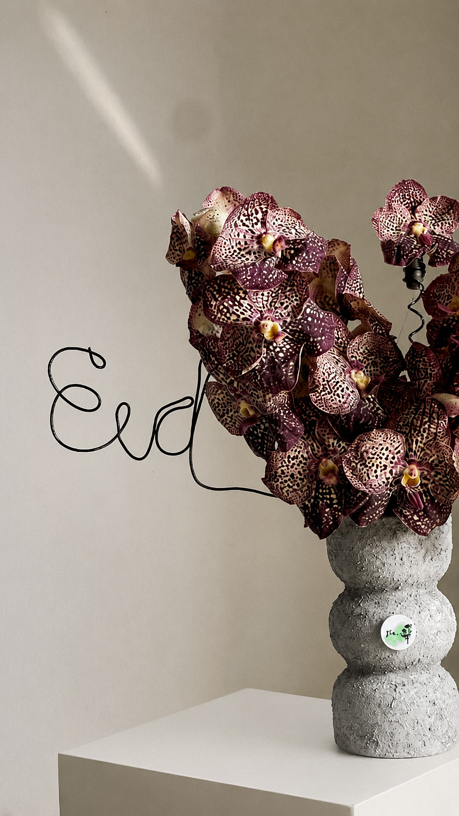 Espresso Orchid