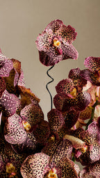 Espresso Orchid