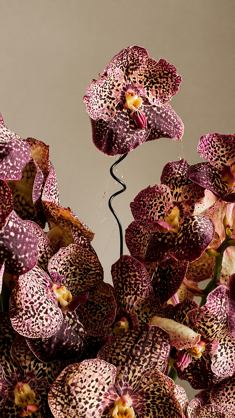 Espresso Orchid