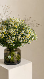 Daisy Veil