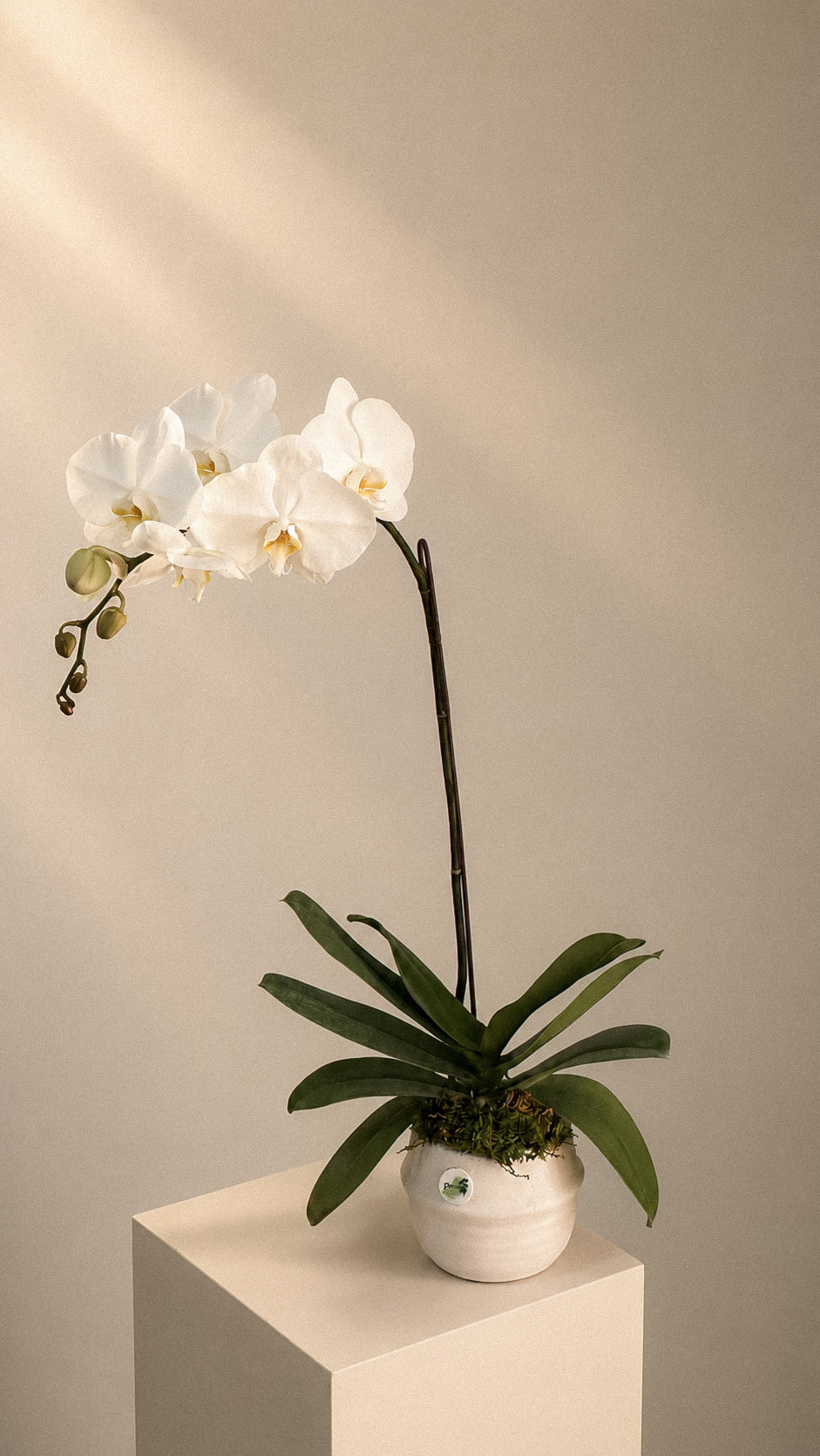 The Orchid Main image