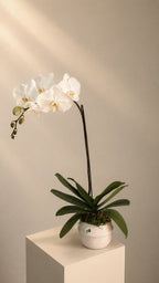 The Orchid