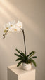 The Orchid