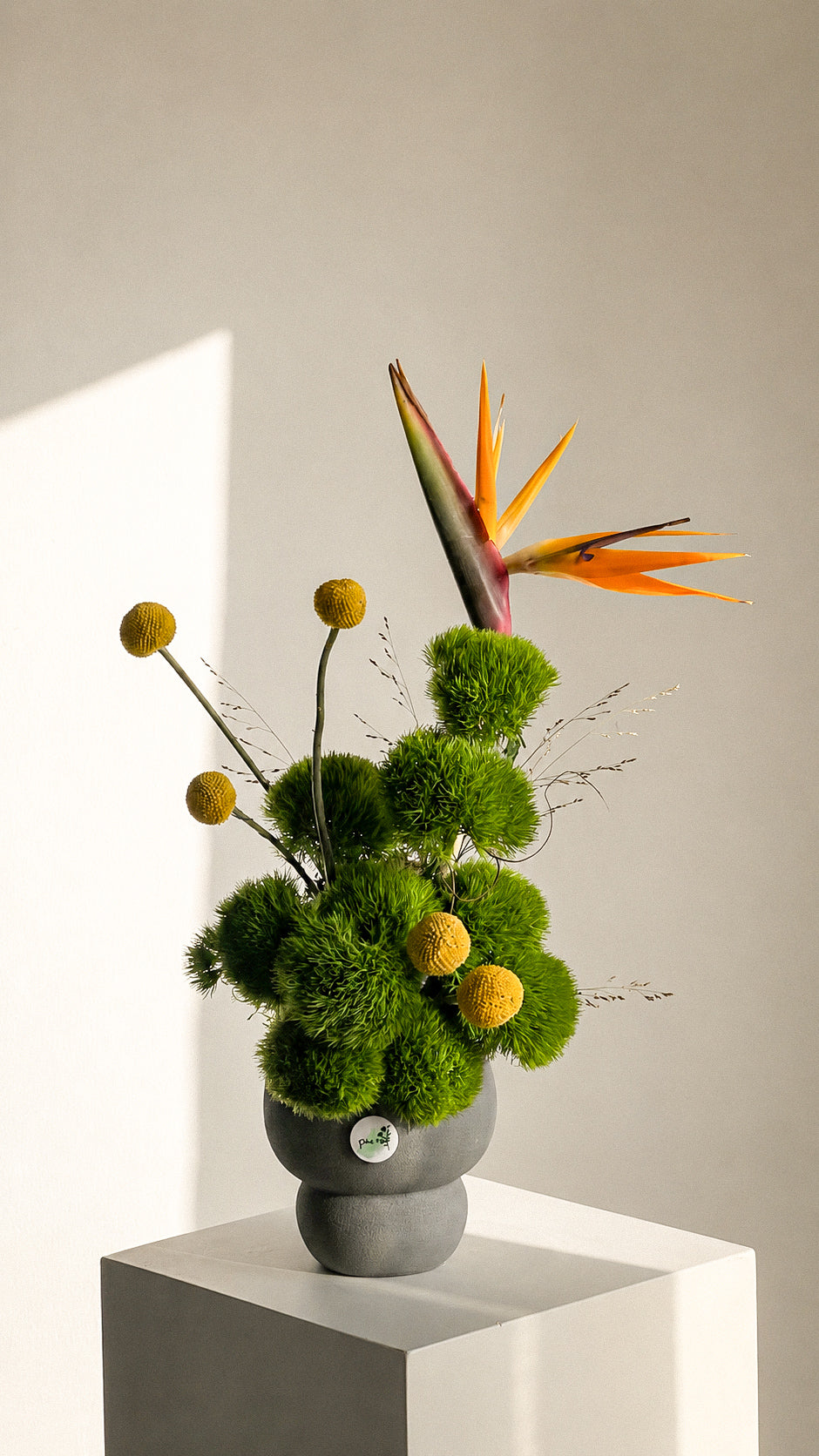 Verde Muse