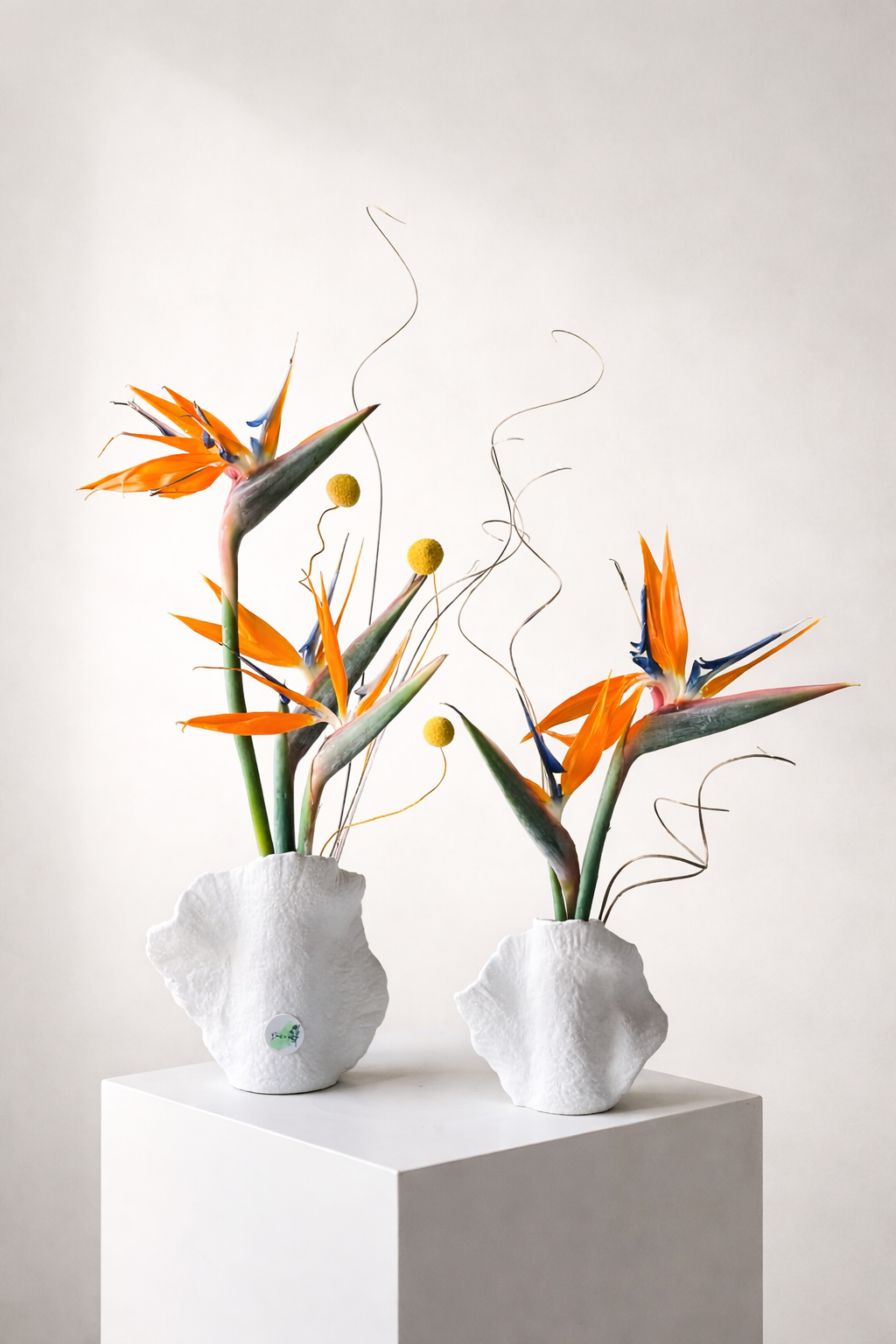 Bird of paradise set Main image