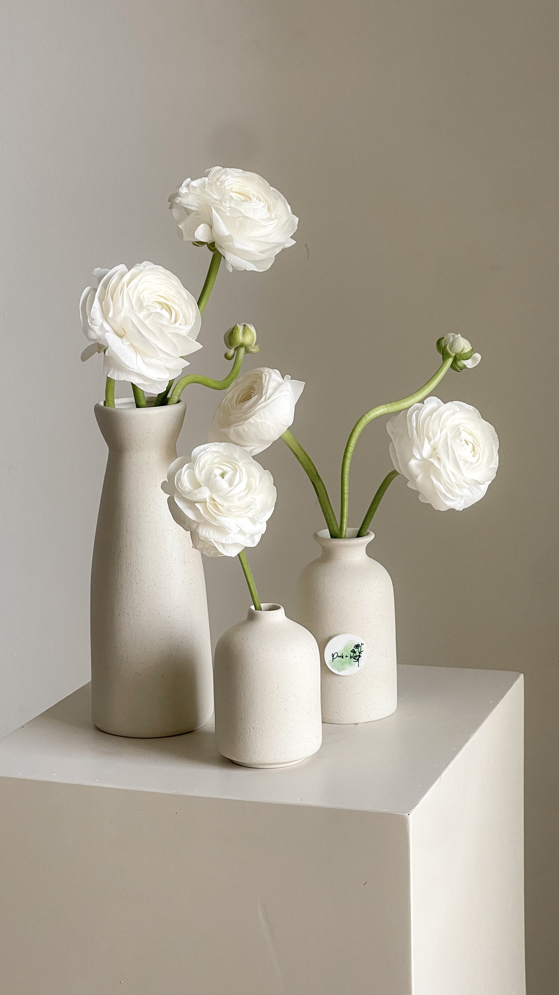 Ivory Set Main image