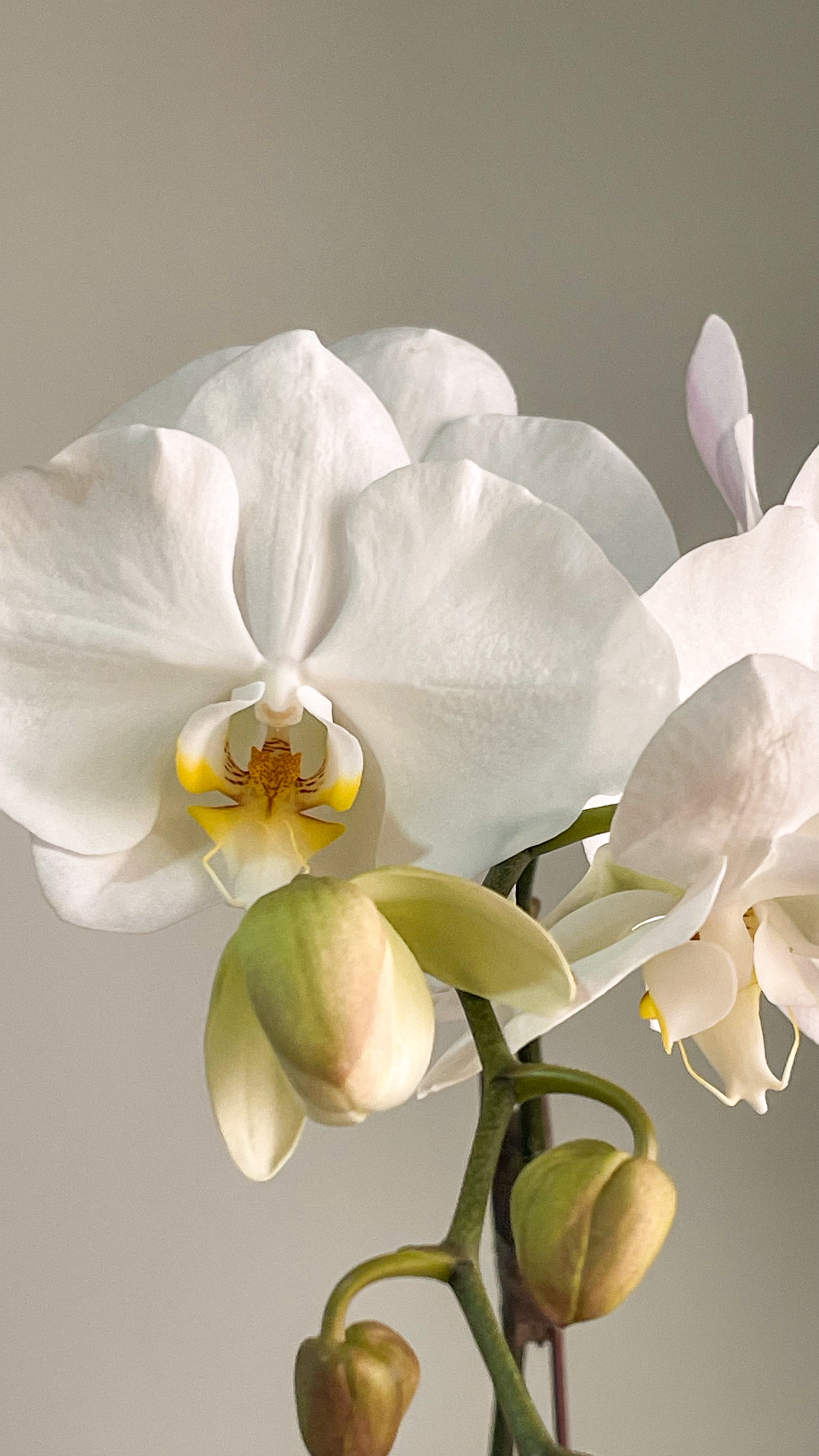 The Orchid Secondary image