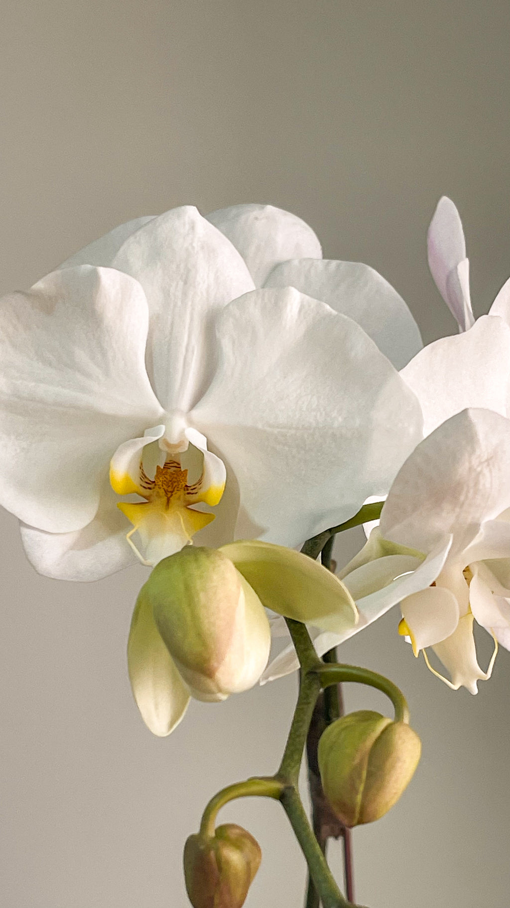 The Orchid