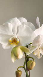 The Orchid