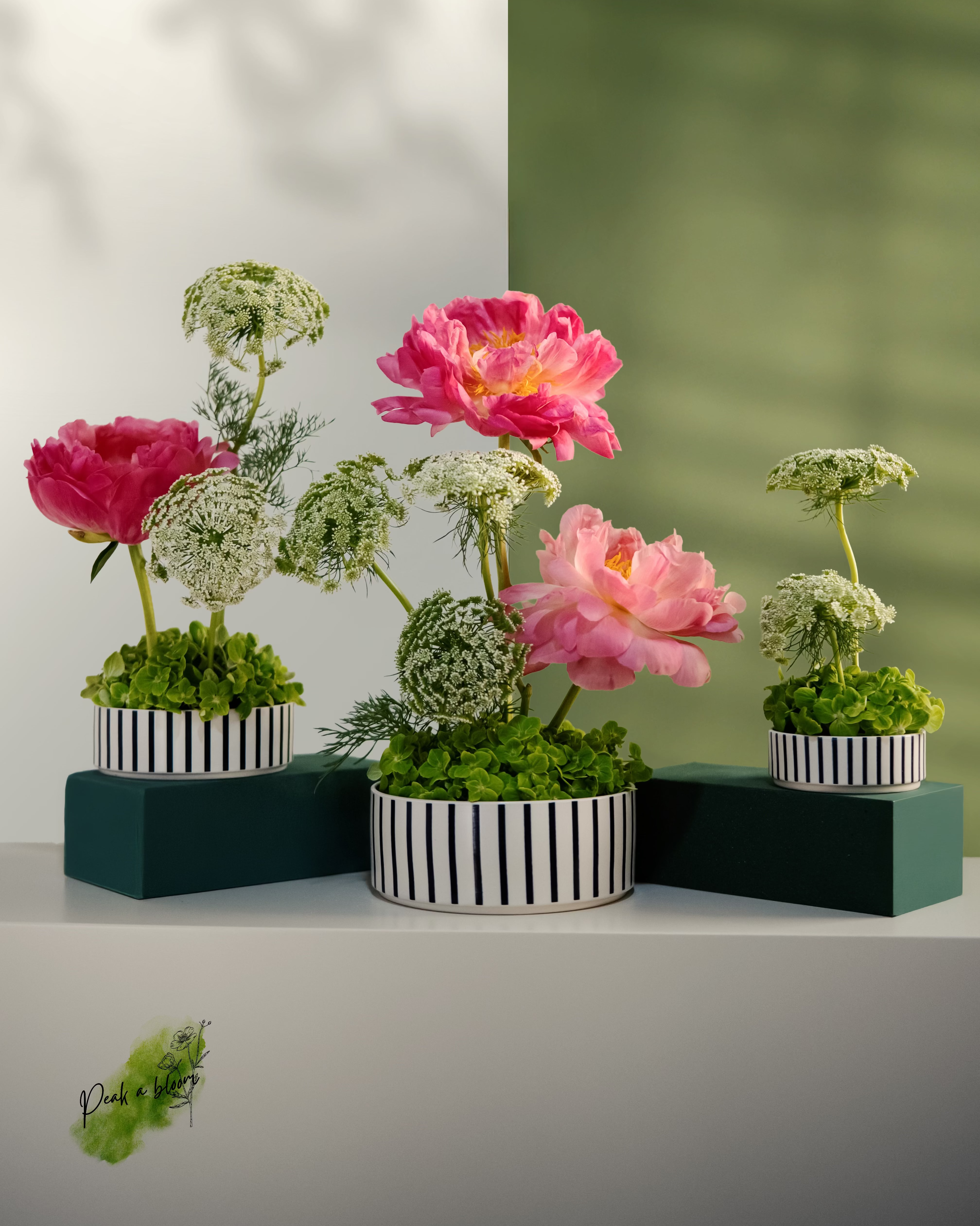Three potted plants with pink flowers and greenery on a white surface. Main image